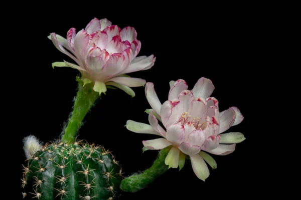 Fleur Cactus Fleurs Lobivia Hybride Blanc Couleur — Photo