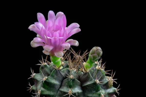 Fleurs Cactus Fleur Gymnocalycium Rose Couleur — Photo