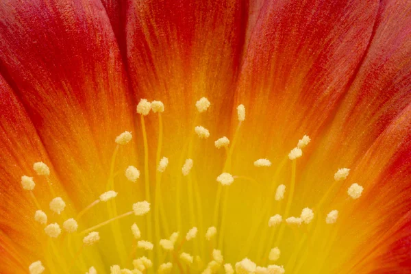 Blooming Cactus Flowers Full Frame Red Color