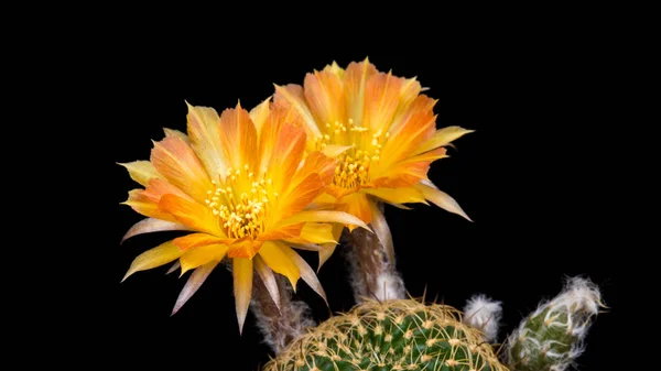 Blooming Cactus Flowers Lobivia Hybrid Orange Color — Stock Photo, Image