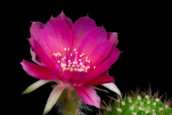 Kwitnący Kaktus Kwiat Lobivia Hybrydowy Różowy Kolor — Zdjęcie stockowe