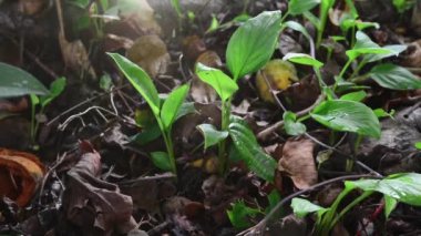 Sabahın ilk ışıklarıyla verimli topraklarda büyüyen genç bir bitki ağacı.
