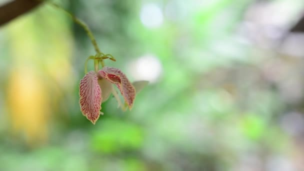 Прекрасна Рожева Орхідея Orchidaceae Різноманітна Поширена Родина Квіткових Рослин — стокове відео