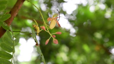  Bahçedeki ağaç bulanık arkaplanda