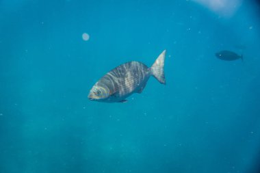 Mercan resifinde gri egzotik bir balık.. 