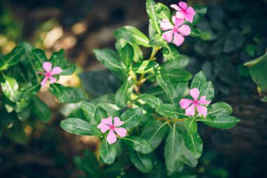 Mor melastome yazın çiçek açar
