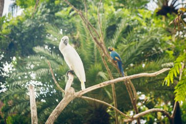 Beyaz papağan ve mavi papağan Scarlet Macaw, Ara Makao, Panama ağaç gövdesinde oturan kuşlar. Tropikal ormandan vahşi yaşam sahnesi. Doğada yeşil ağaçtaki güzel papağanlar.