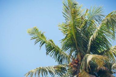 Hindistan cevizi palmiyesi mavi gökyüzüne karşı hindistan cevizi ağacı