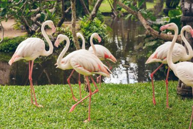 Pembe flamingolar parkta çimlerin üzerinde yürüyorlar.