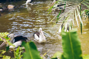 Endonezya 'daki Bali Kuş Parkı' nda bir göletin yanında dinlenen bir grup pelikan.