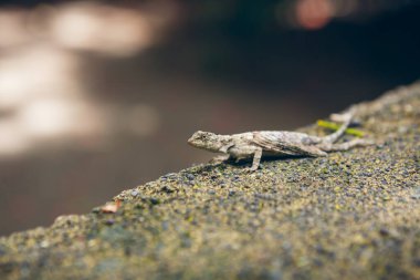Uçan gri kertenkele, taş üzerinde Draco fimbriatus, Bali, Endonezya