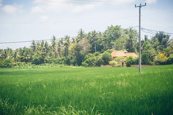 Groene Rijstveld Kokospalmen Blauwe Lucht Huizen Bali Indonesië — Stockfoto