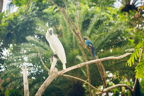 Cacatua Branca Papagaio Azul Macarela Escarlate Ara Macao Pássaros Sentados — Fotografia de Stock