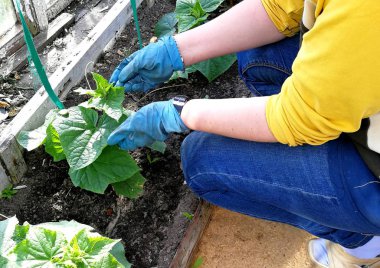Bir sera arsa üzerinde çalışır. Kadın kadar salatalık bağları.