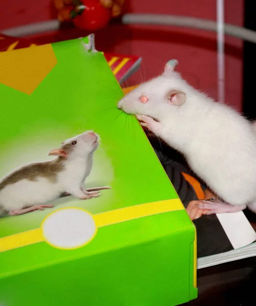 white rat looks at the photo of rat on the box
