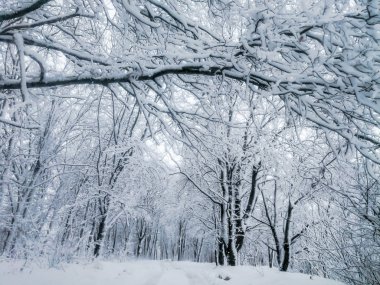 Ağaçlar güçlü gece Blizzard sonra karda