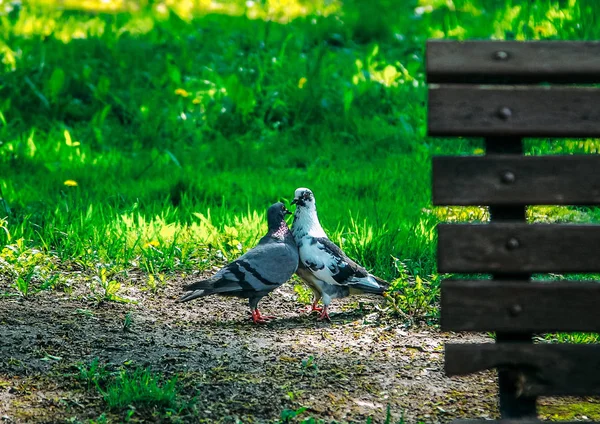 도시 공원에서 걷는 두 연인 비둘기. — 스톡 사진