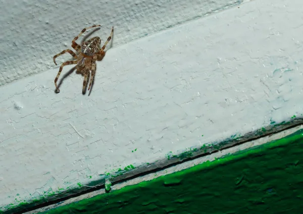 Uma aranha senta-se no canto do teto da varanda . — Fotografia de Stock