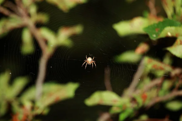 Una araña se sienta en el centro de su web en previsión de las víctimas . — Foto de Stock