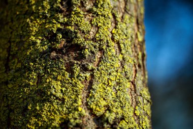 Güneş, ağaç kabuğundaki yeşil yosun üzerinde parlıyor..