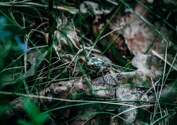 Que o besouro rasteje sobre folhas secas e mortas . — Fotografia de Stock