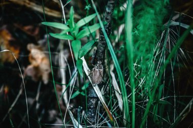 Bir mayıs böceği çalıların üzerinde sürünür..