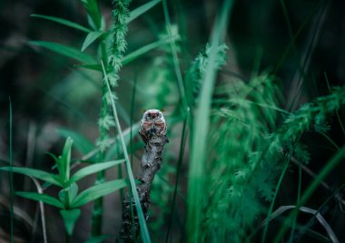 Bir mayıs böceği kırık bir çalıda oturur..