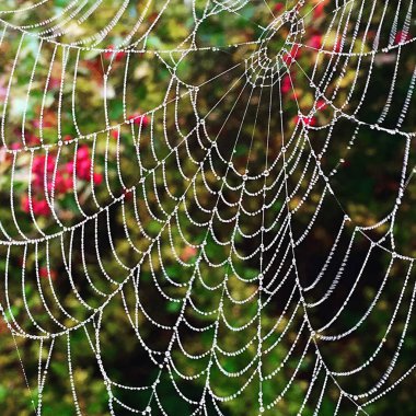 Çiy ile parlak örümcek ağı