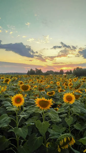 Sunlowers 在田野里 夏天的花朵 夕阳在花园里 日出在领域 — 图库照片