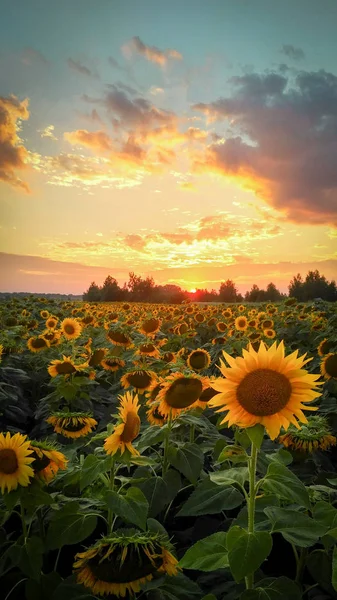 Sunlowers alanında. Yaz çiçek. Bahçede gün batımı. Sunrise alanındaki.