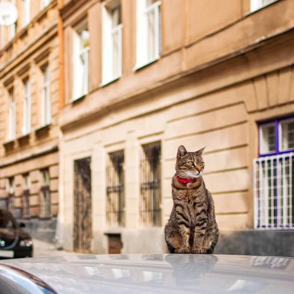 Kedi yaz sokak arabada oturan kırmızı yakalı