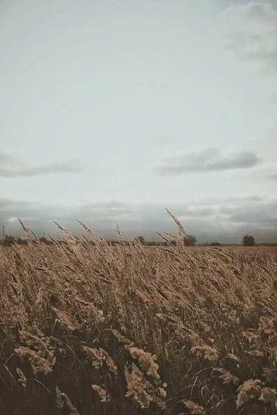 Appoggiato verso il basso l'erba nella giornata nuvolosa autunno. Pianta di grano autunnale nel campo — Foto Stock