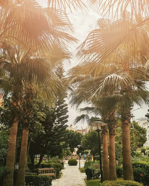 Palmen Allee mit Sonne in alanya, Türkei — Stockfoto