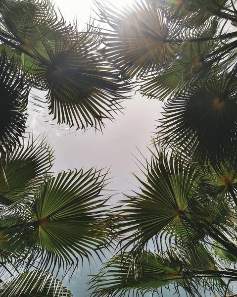 Ovanifrån palmträd på blå bakgrund himmel i Alanya, Turkiet — Stockfoto