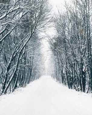 Kış günü orman yolu. Kar yağışı