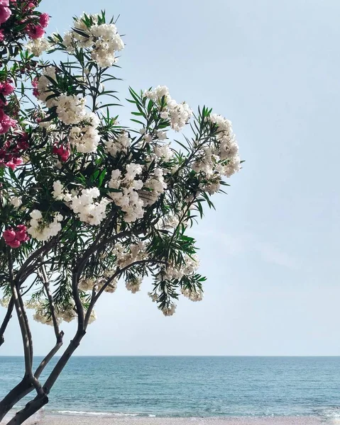 Beyaz ve pembe çiçekli güzel ağaçlar yakınındaki Akdeniz BM Alanya, Türkiye