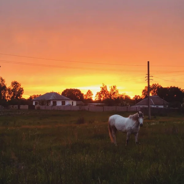 Bílý kůň pasoucí se na poli při západu slunce — Stock fotografie