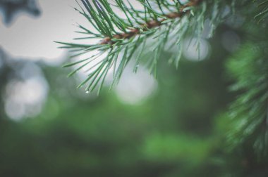 İle bir köknar ağacının dalını yağmur damlaları. Yumuşak odak.