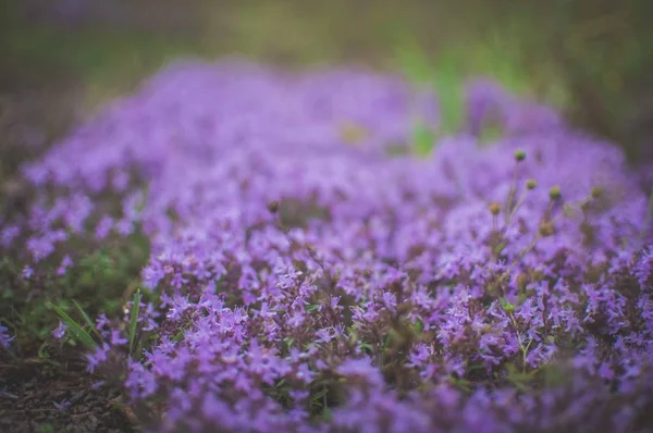 Flores de primavera púrpura. Tomillo en el bosque. Enfoque suave . —  Fotos de Stock