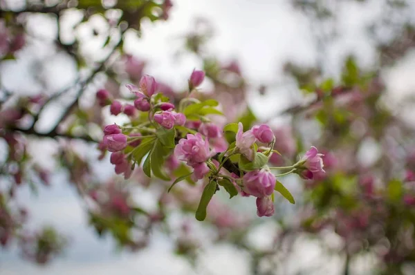 Ροζ sakura άνθιση άνοιξη σεζόν. Κεράσι ανθίσει με απαλή εστίαση, εστίαση στο κέντρο λουλούδι συμπλέγματος — Φωτογραφία Αρχείου