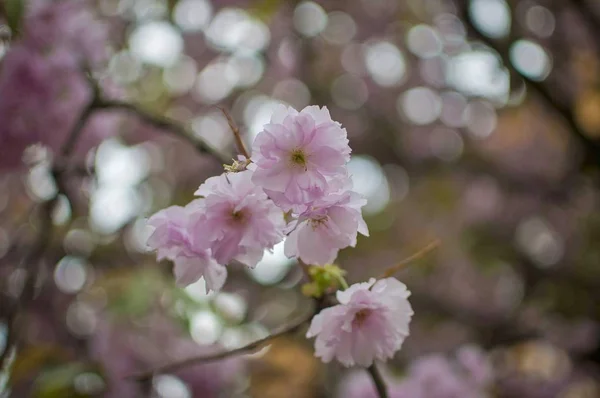 Fleurs de sakura rose fleurissent au printemps. Fleur de cerisier avec foyer doux, Focus sur la grappe de fleurs centrale — Photo