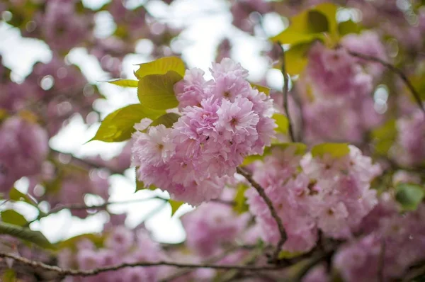 Fleurs de sakura rose fleurissent au printemps. Fleur de cerisier avec foyer doux, Focus sur la grappe de fleurs centrale — Photo