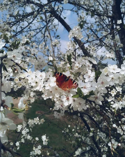 Borboleta sentada na árvore de flor de maçã no dia ensolarado da primavera . — Fotografia de Stock