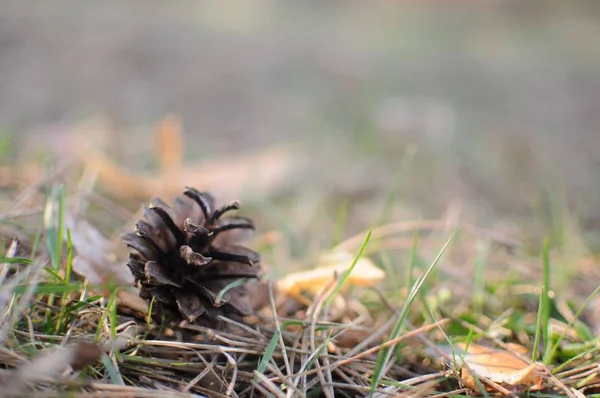 Cono di pino sdraiato su aghi caduti . — Foto Stock