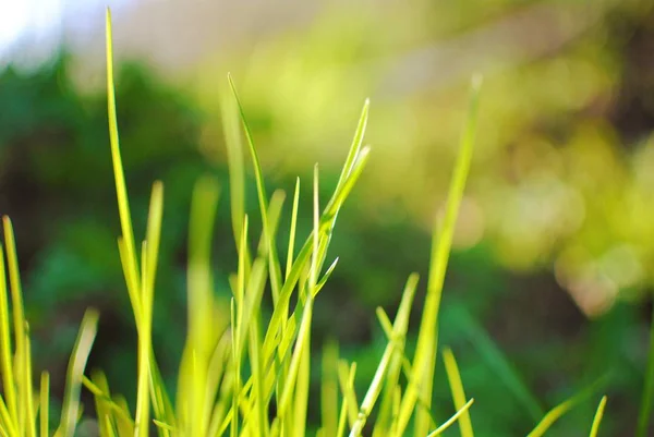 Primavera fresca erba giovane. Il sole splende sull'erba estiva. Concentrazione morbida . — Foto Stock