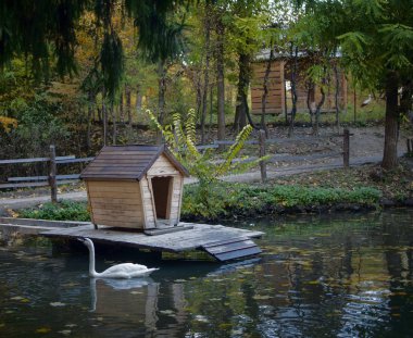 Dekoratif ev havuzda yalnız Kuğu.