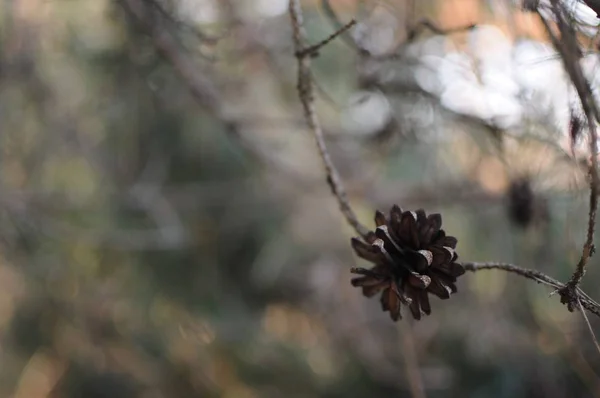 Cône de pin sur la branche. Concentration douce . — Photo