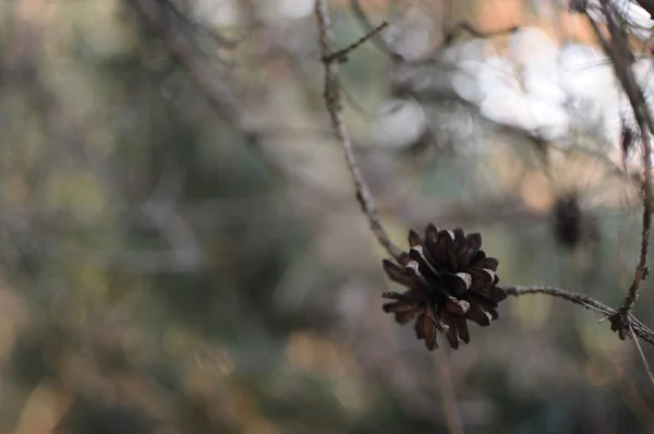 Dennenappel op de tak. Soft Focus Sea.... — Stockfoto