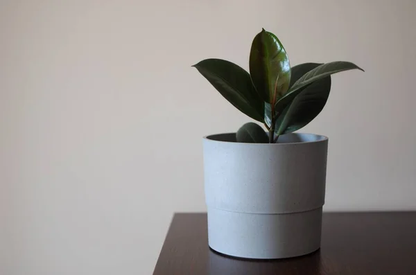Genç Ficus Elastica Burgundy ya da gri tencerede plastik ağaç. En az yaratıcı dekor