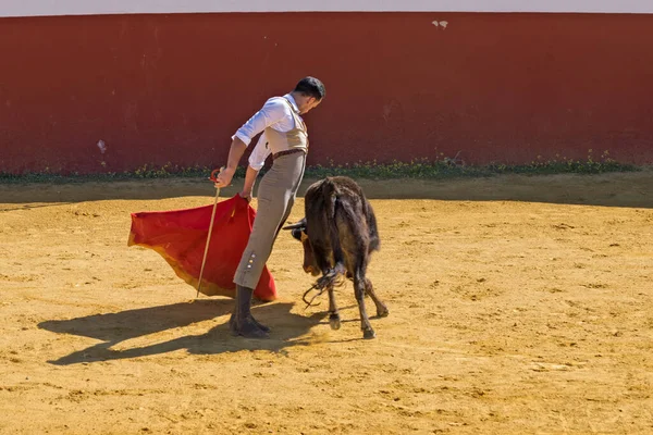 Seville Spain February 23Rd 2018 Small Bullfight Made Exhibition Las — Stock Photo, Image